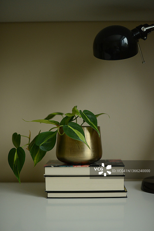 白色橱柜上的绿萝图片素材