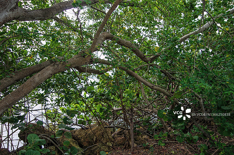 墨西哥切图马尔湾的红树林图片素材