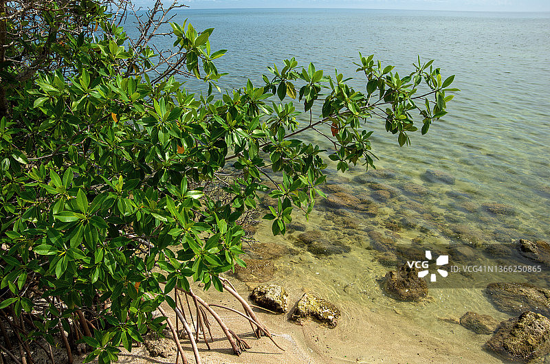 墨西哥切图马尔湾的红树林图片素材