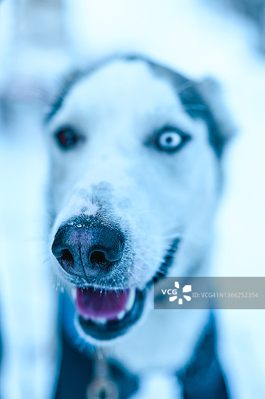 哈士奇犬肖像，冰冷鼻子特写。在北极冬季的极地里滑雪。阿比斯库，瑞典拉普兰，瑞典图片素材
