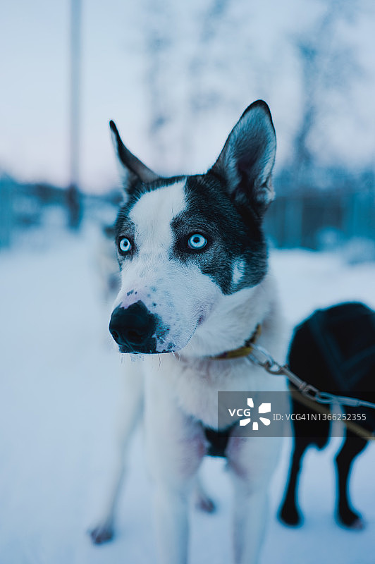 在北极冬季极昼中雪橇犬哈士奇的肖像，位于瑞典拉普兰阿比斯科图片素材