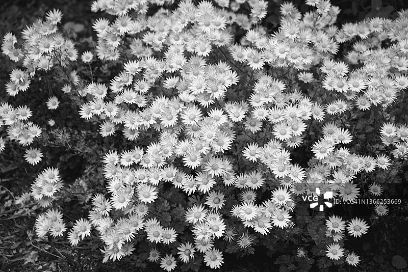 黑白花园中的菊花图片素材