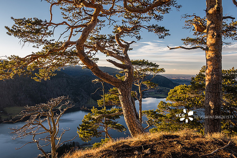 日落时分山顶上的松树图片素材