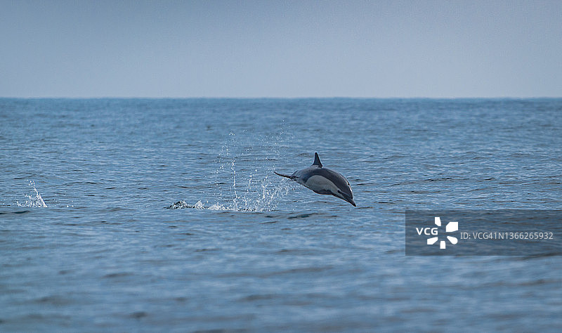 跃出海面的普通海豚图片素材