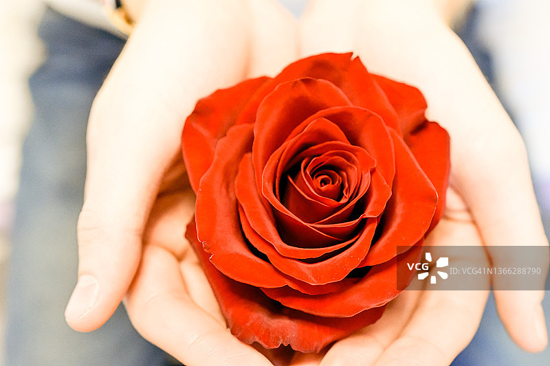 男人拿着红玫瑰图片素材