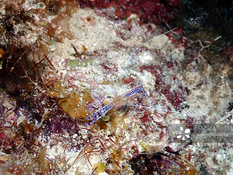 大开曼岛西湾灯塔点的彼得森清洁虾图片素材