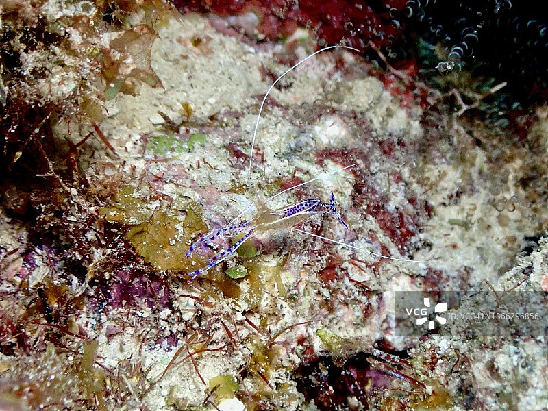 大开曼岛西湾灯塔点的彼得森清洁虾图片素材