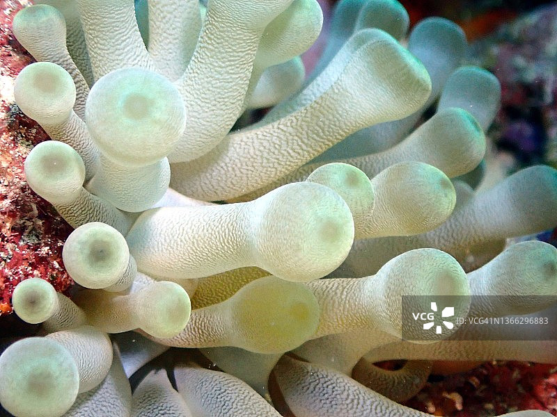 白色银莲花特写，拍摄于大开曼岛西湾灯塔角附近水域图片素材