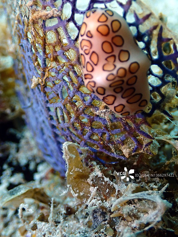 海扇上的火烈鸟舌蜗牛图片素材