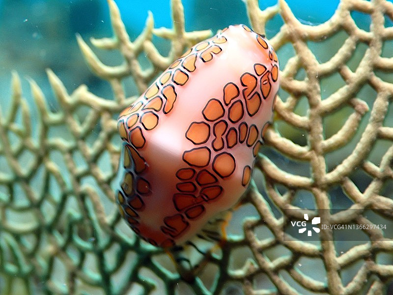 海扇上的火烈鸟舌蜗牛图片素材