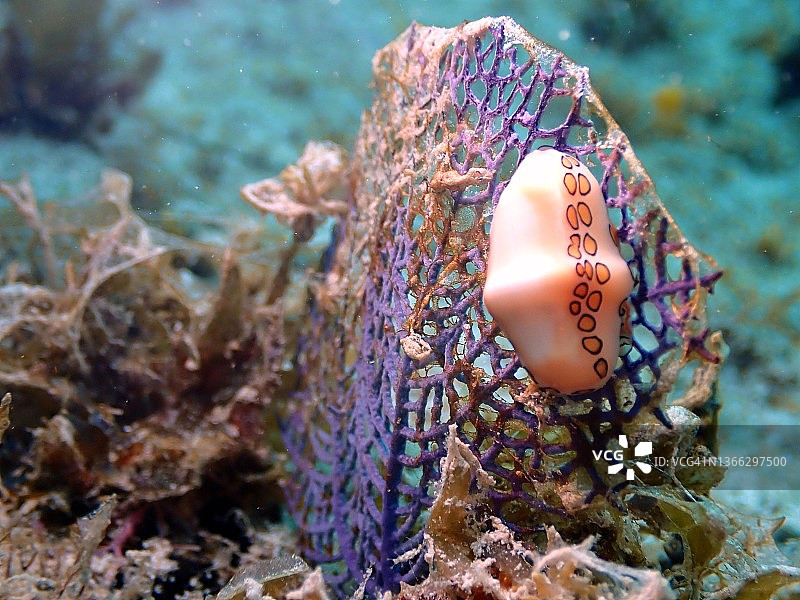 海扇上的火烈鸟舌蜗牛图片素材