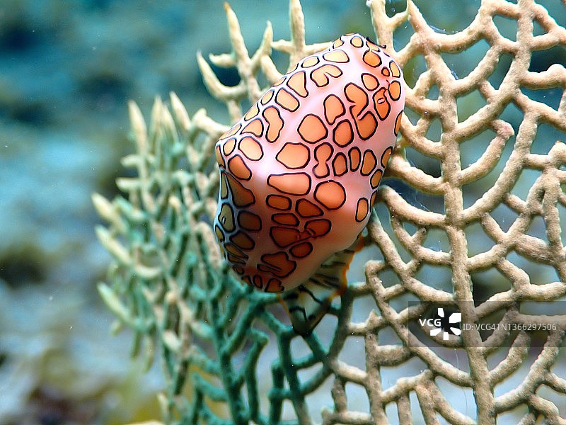 海扇上的火烈鸟舌蜗牛图片素材