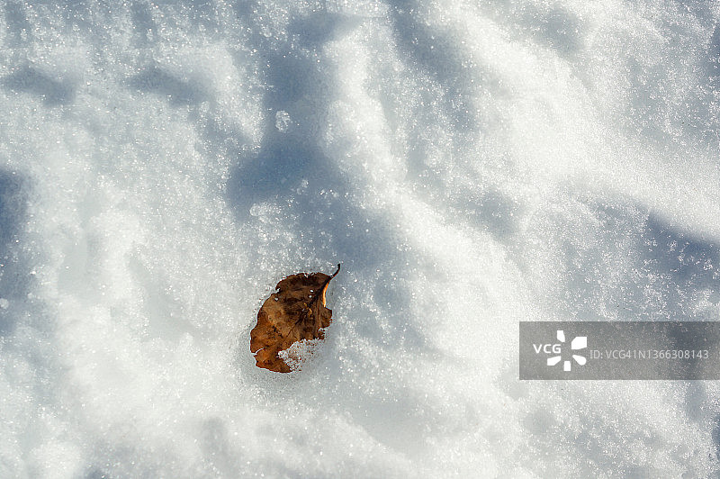 雪地里的枯叶图片素材