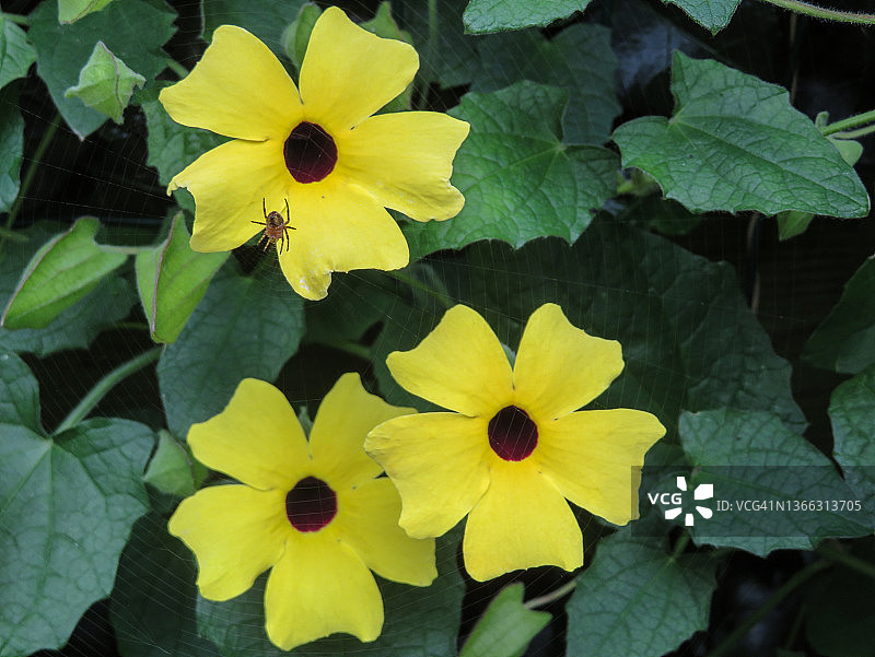 黑眼苏珊藤黄色变种图片素材
