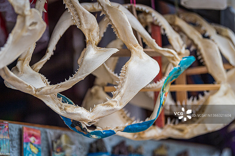市场上悬挂的鲨鱼颚骨和牙齿图片素材
