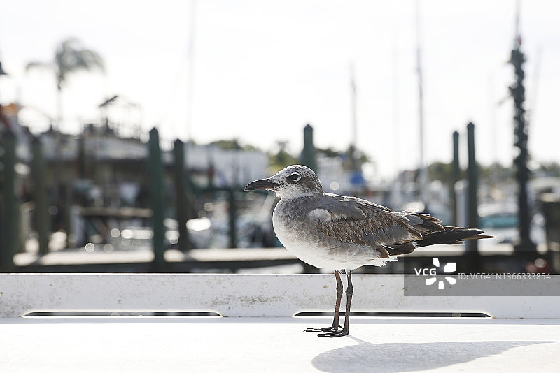 晴朗日子里码头水边栏杆上的海鸥图片素材