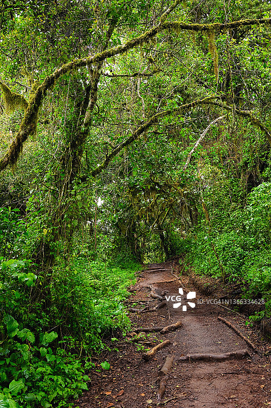 乞力马扎罗山莱莫绍路线：雨林生态系统中的小路，坦桑尼亚乞力马扎罗国家公园图片素材