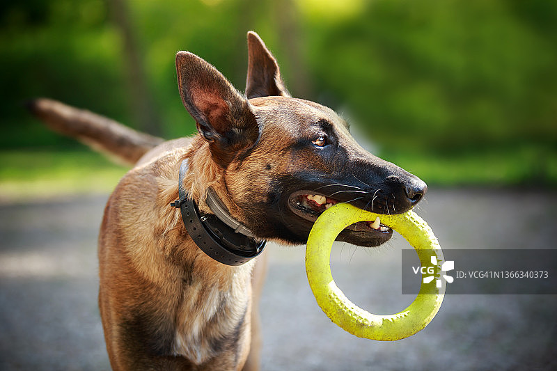 嘴里叼着玩具的狗狗图片素材