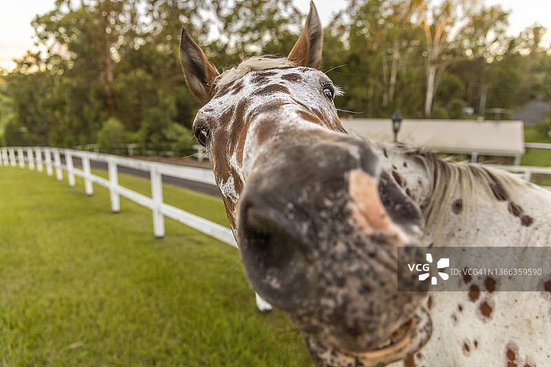 阿帕卢萨马图片素材