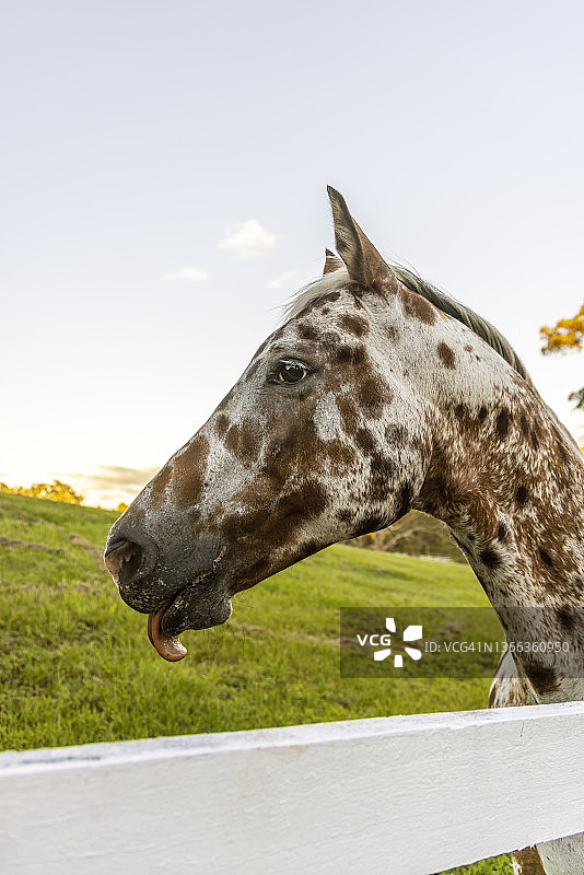阿帕卢萨马图片素材