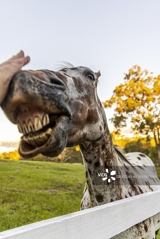 阿帕卢萨马图片素材