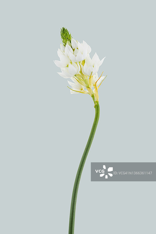 伯利恒之星图片素材