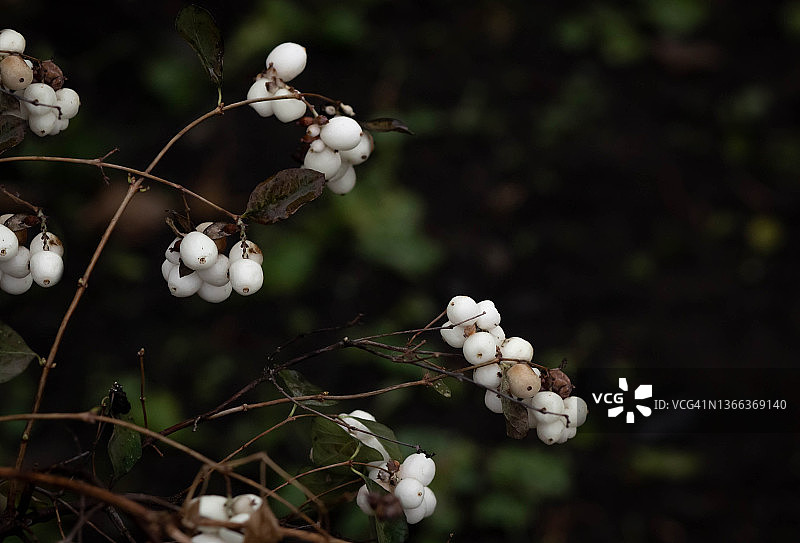 深色背景上的白色浆果图片素材