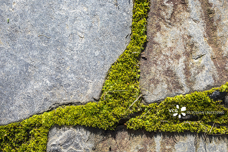 墙上石头中生长的苔藓特写图片素材