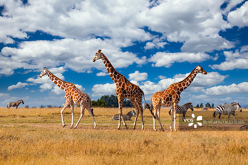 非洲热带草原上的长颈鹿，肯尼亚马赛马拉图片素材
