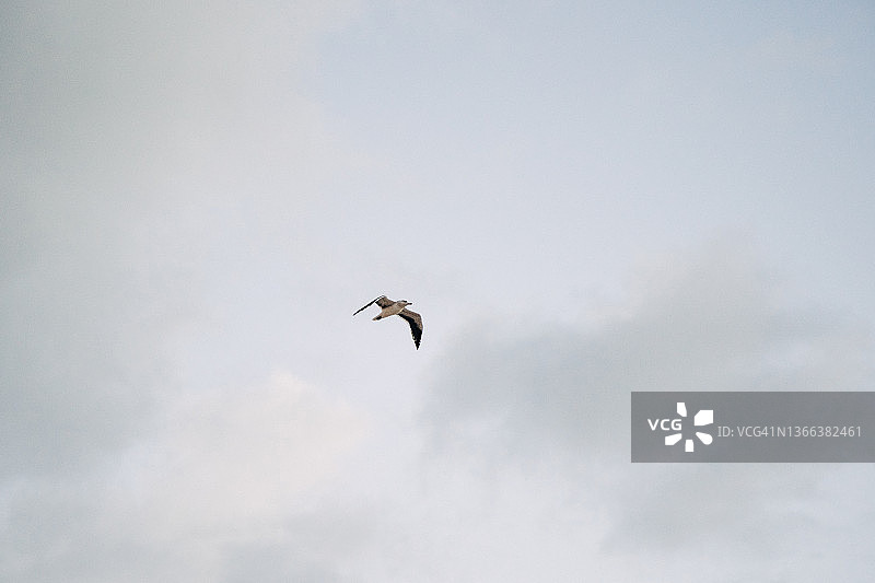 海鸥在空中飞行图片素材