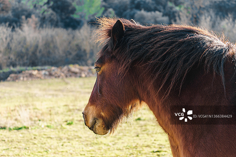 户外棕色马的特写图片素材
