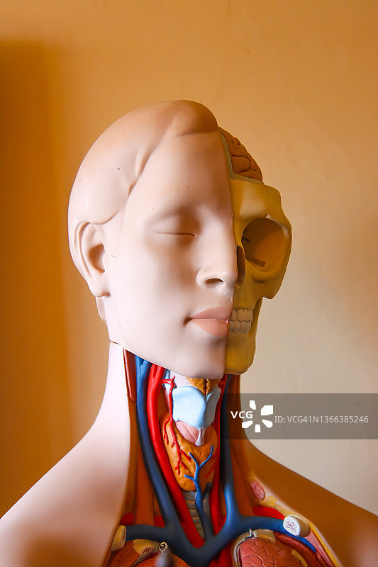 身体内部图片素材