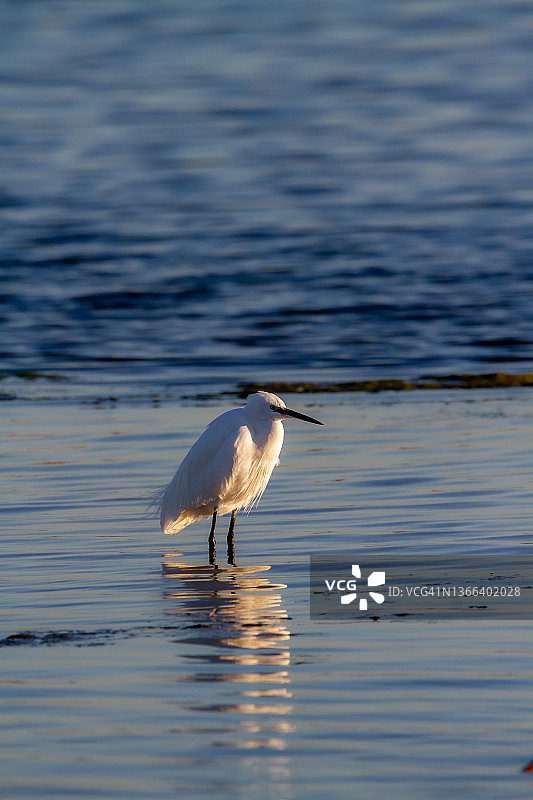 白鹭捕鱼图片素材