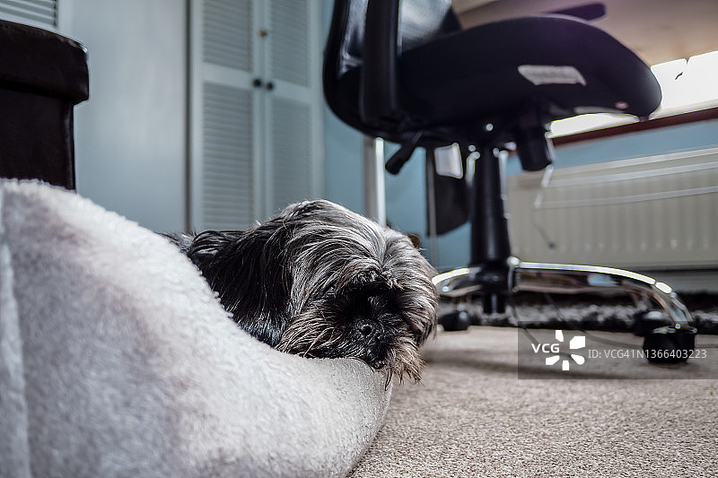 在篮子里睡觉的狗图片素材