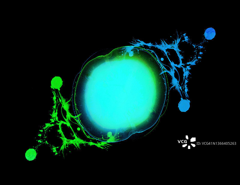 漂浮在黑色表面上的绿色液体分子或液滴特写图片素材
