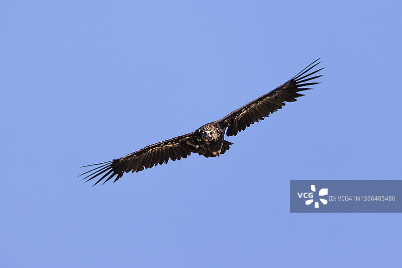 西班牙蒙弗拉圭国家公园的黑兀鹫图片素材