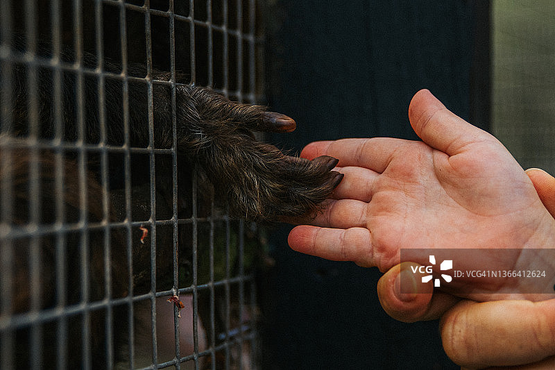 人类婴儿的手触摸并隔着笼子摇晃猴子的手图片素材