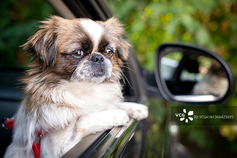 车里的小狗图片素材