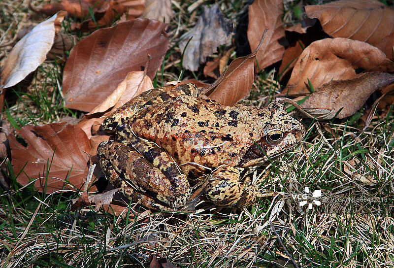 大型欧洲蟾蜍图片素材