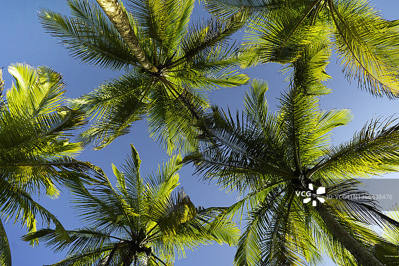 充满棕榈叶的天空，假日氛围，好天气图片素材