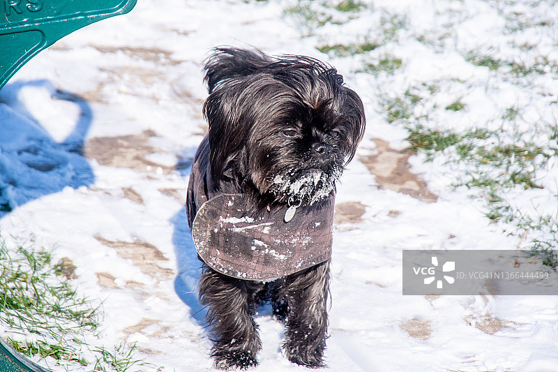 雪地里抱着玩具的西施犬图片素材