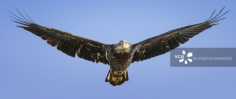 秃鹰飞过科诺温戈大坝 Susquehanna河的壮丽景象图片素材