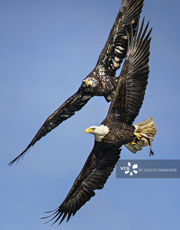 两只秃鹰在马里兰州科诺温戈大坝争夺一条鱼图片素材