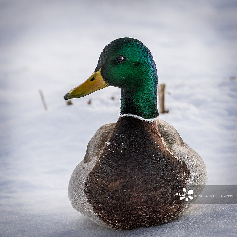 坐着的鸭子图片素材