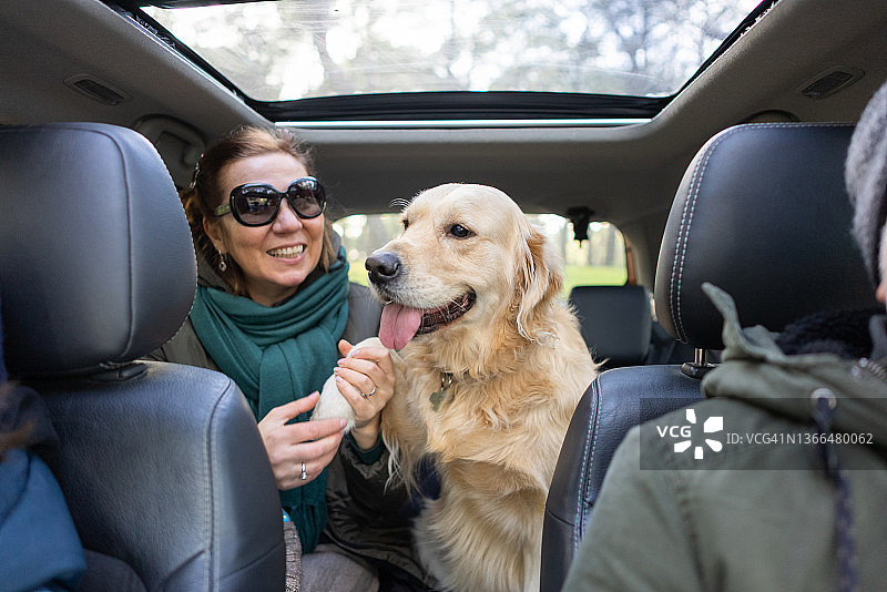 女人在车里抚摸她的金毛猎犬图片素材