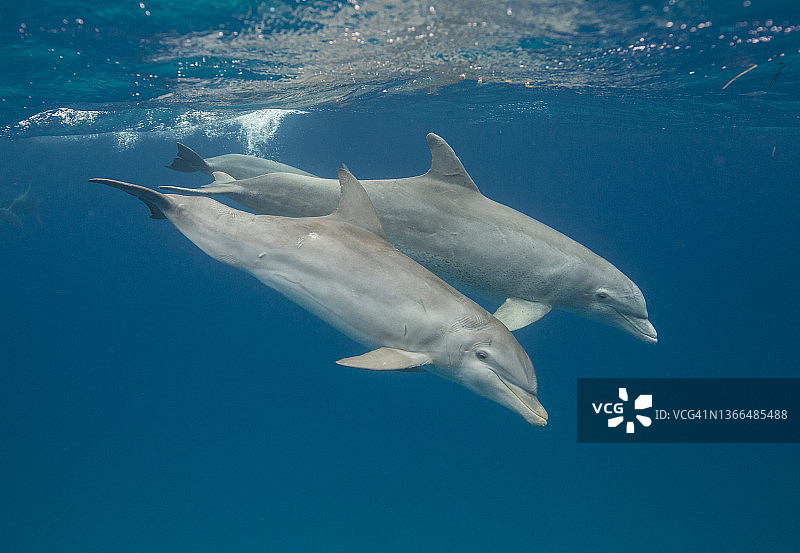 宽吻海豚一同游泳图片素材