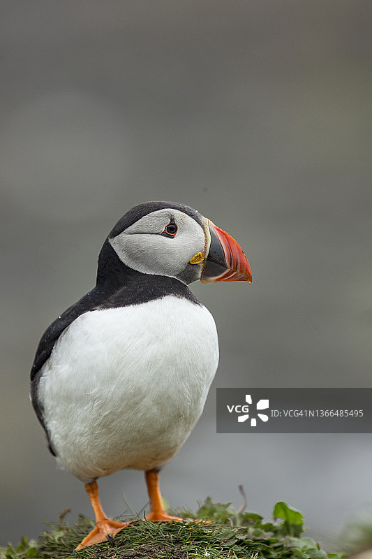 海鹦鹉展示求偶羽色，眺望大海图片素材