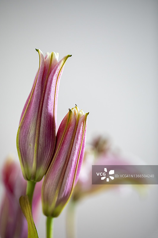 东方百合图片素材