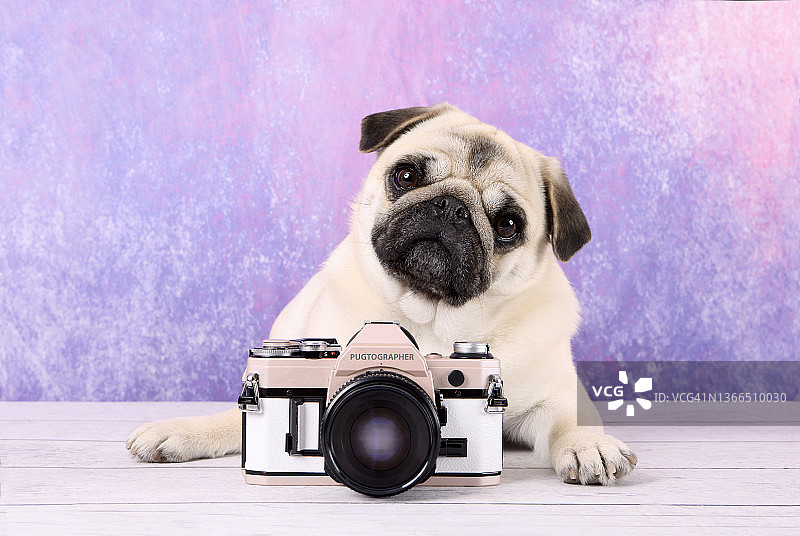 巴哥犬摄影师图片素材