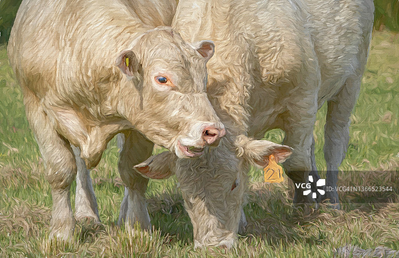 夏洛莱牛放牧油画渲染图图片素材